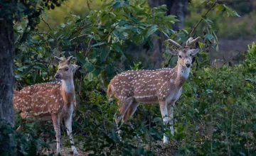 Faridabad to Jim Corbett