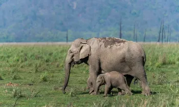 Noida to Jim Corbett