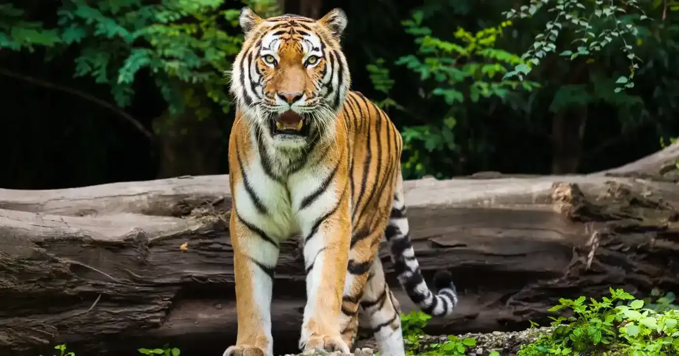 Faridabad to Jim Corbett